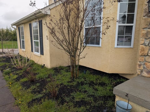Tan-colored residential building exterior with large windows, bare sapling tree, and mulch landscaping bed in front